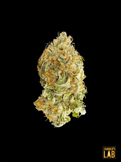 how to grow badazz rolex feminized|Badazz Rolex Cannabis Seeds – Royal King Seeds.